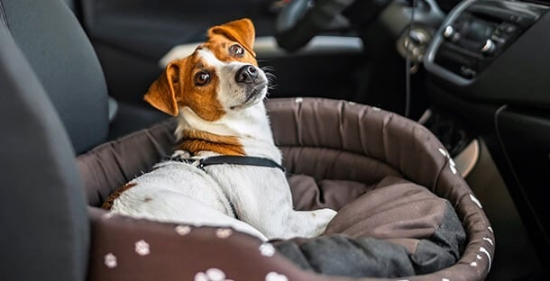 A small dog sits in the front seat of a car.
